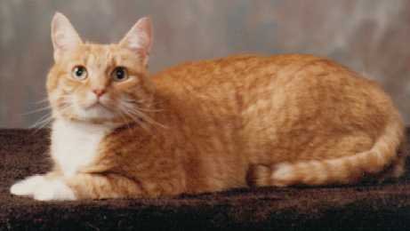Cinnamon