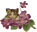 Kitty and Violets