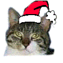 Santa Cat Mooch