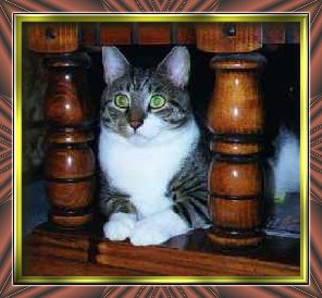 Mooch Frame