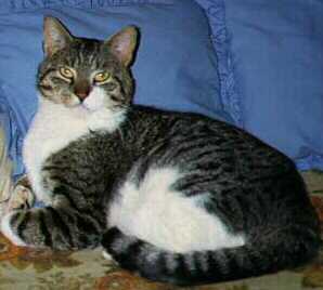 Mooch on Couch